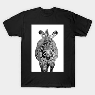 Zebra in Monochrome from the Front T-Shirt